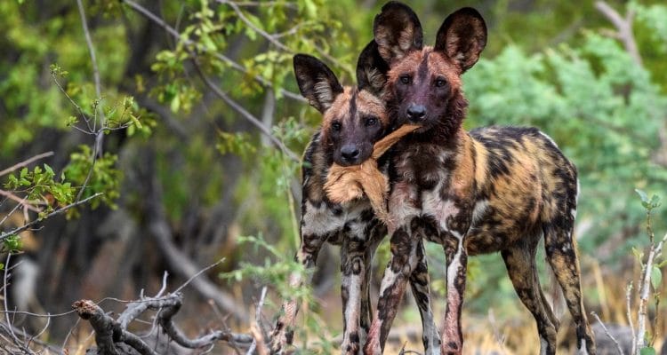 The Best Safaris In South Africa