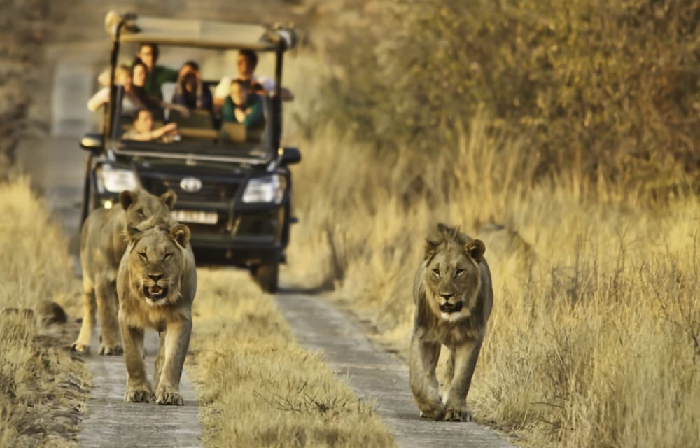 The Best Safaris In South Africa