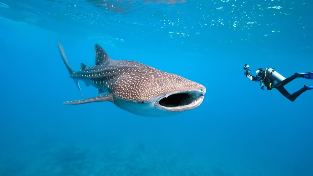 The Best Safaris In South Africa