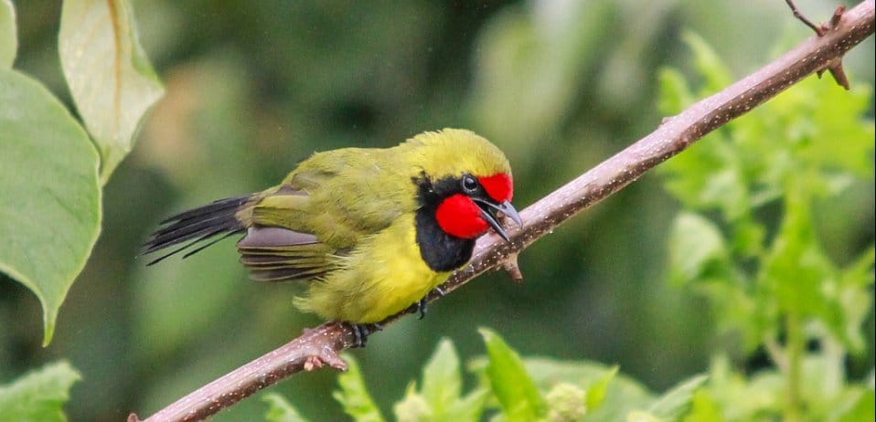 Birding in Plettenberg Bay