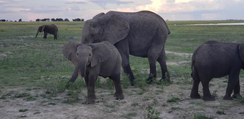 Elephant Family spotting | Photo credits: Heather Butler