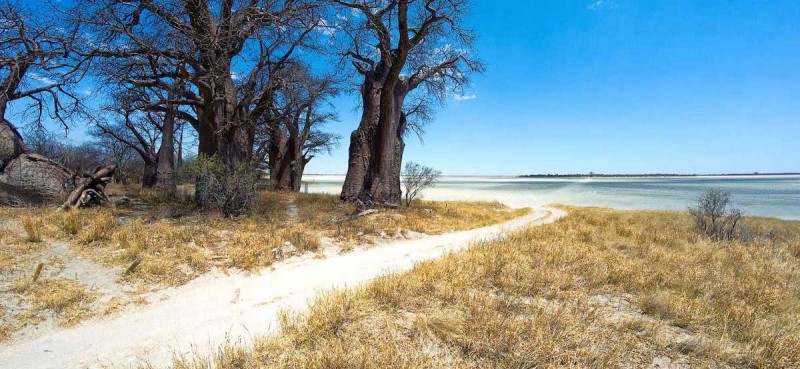 Landscape in the Makgadigadi Pans National Park, Botswana.