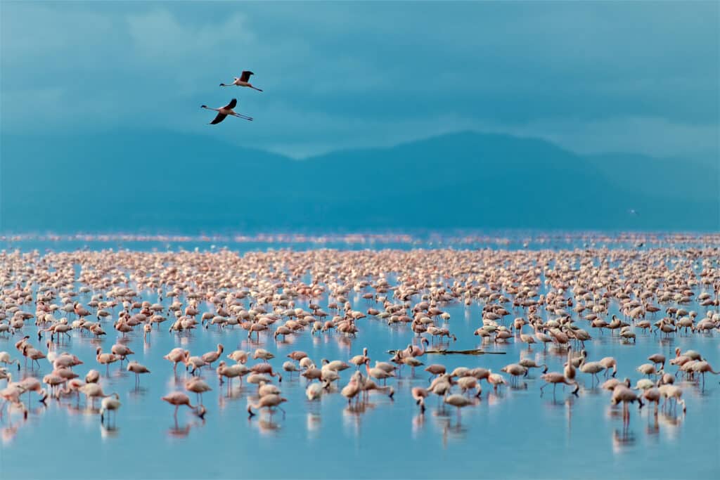 Flamingos in Lake Manyara National Park