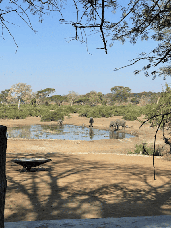 Elephants enjoying the watering hole