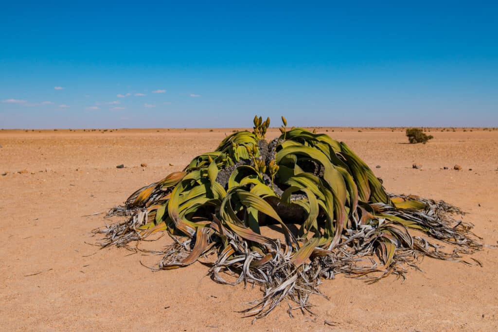 Welwitschia fauna in the desert, Namibia.