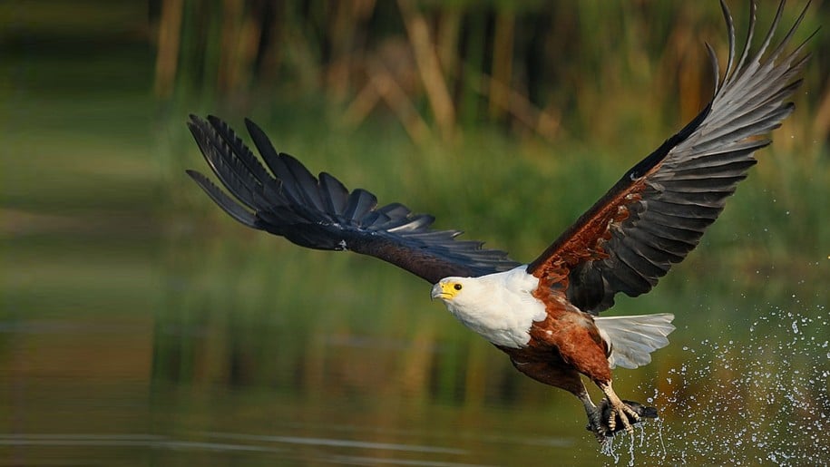 African fish eagle in Botswana.