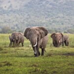 A herd of elephant on Kilala Plain