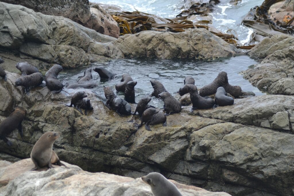 Cape Cross seal colony in Namibia.