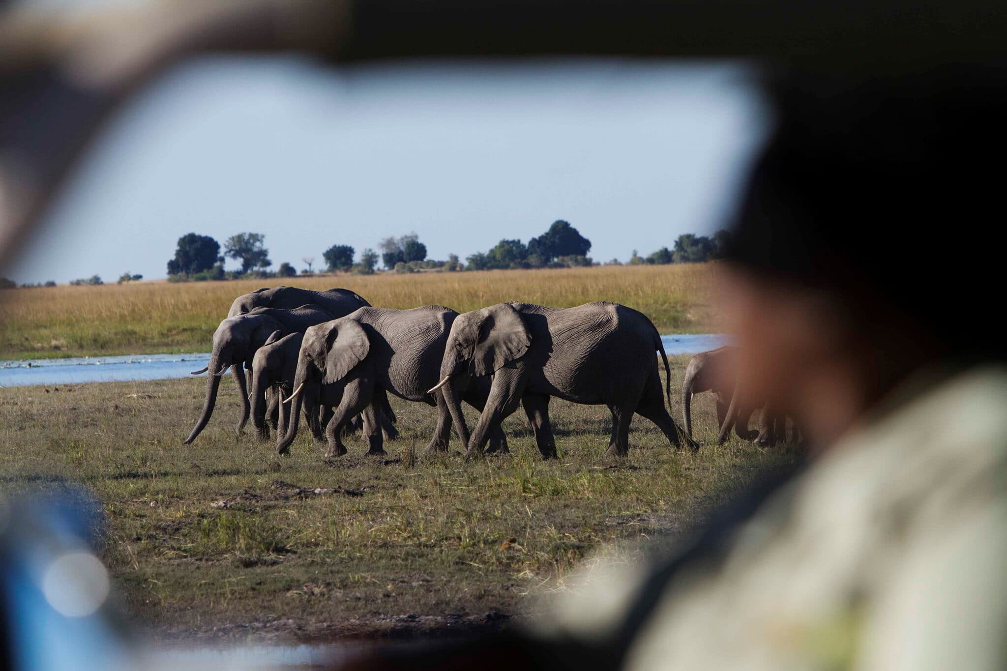 Elephants in Chobe