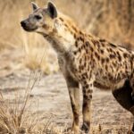 A spotted hyena in South Luangwa National Park, Zambia.