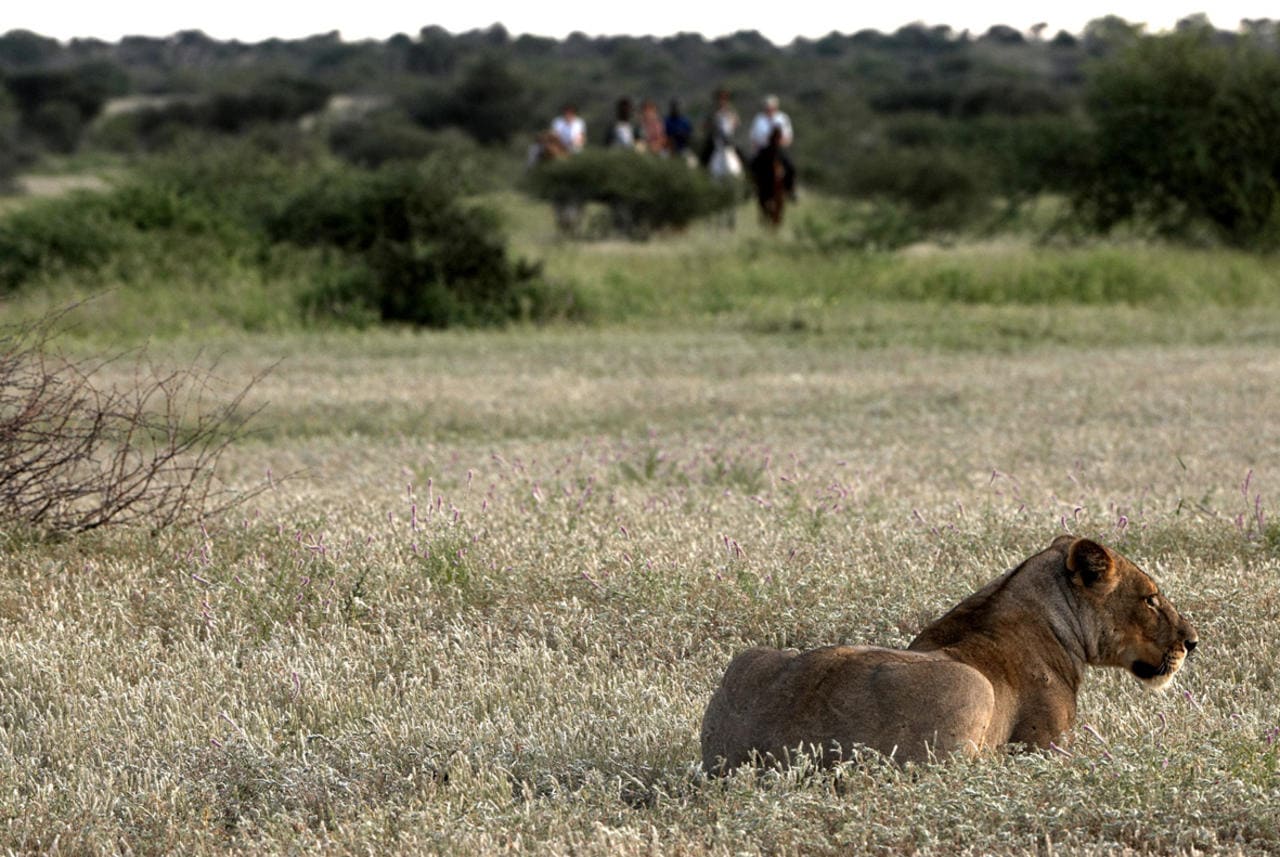 Horse riders encountering a lioness in Botswana