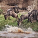 migration_leap_of_faith2.jpg