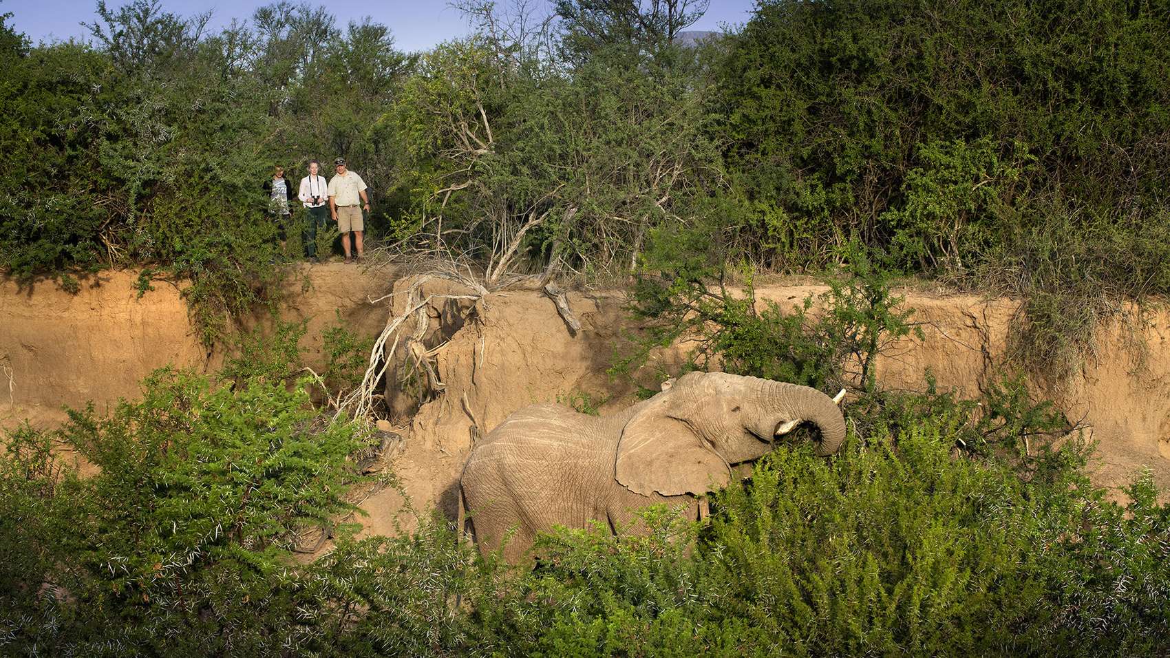 Elephants on a reserve in South Africa as seen on a Big Five safari