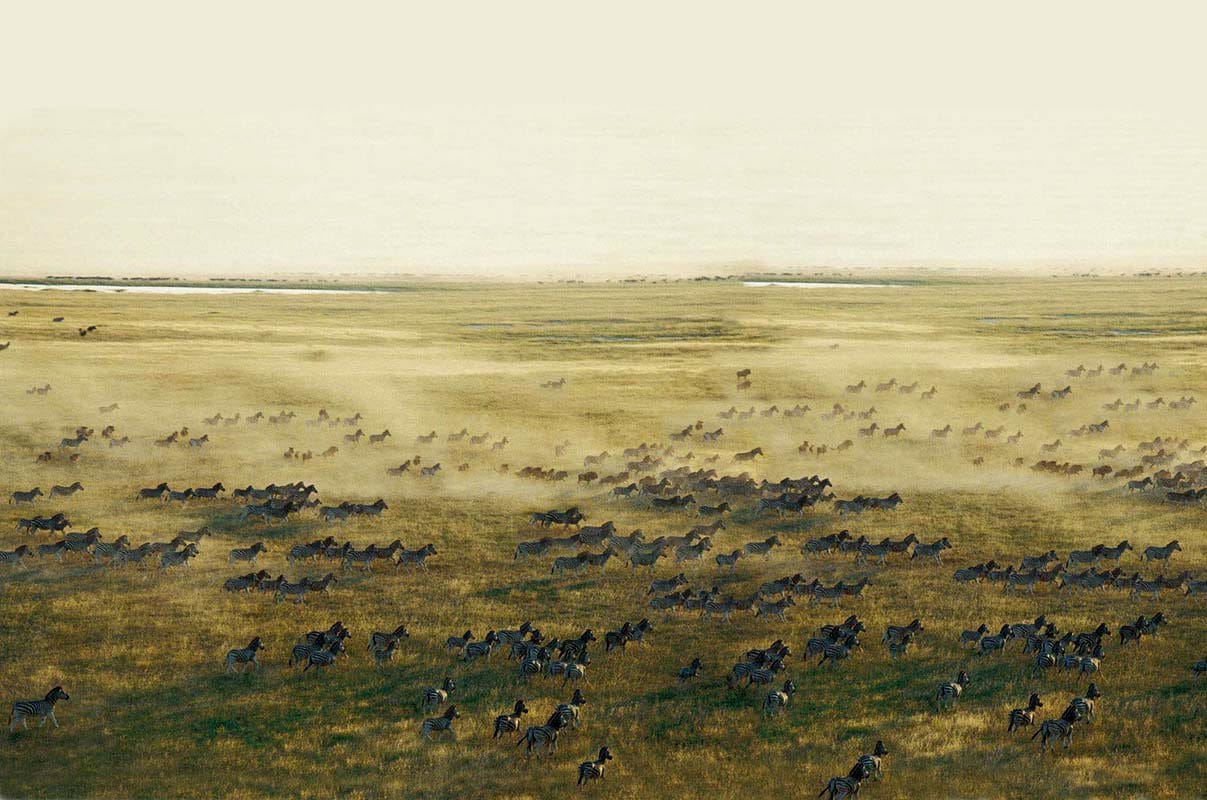 Zebra migration as seen from San Camp in Botswana