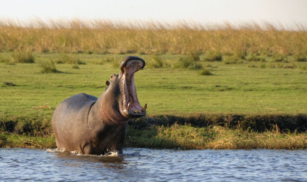 Hippo in Chobe National Park, Botswana.