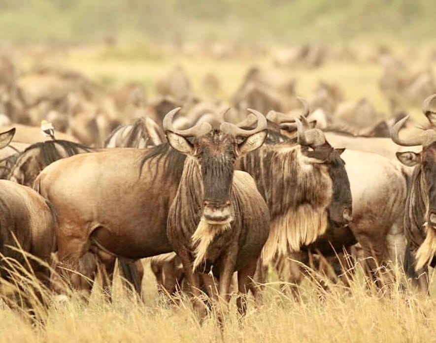 Wildebeest in Grumeti, Tanzania.