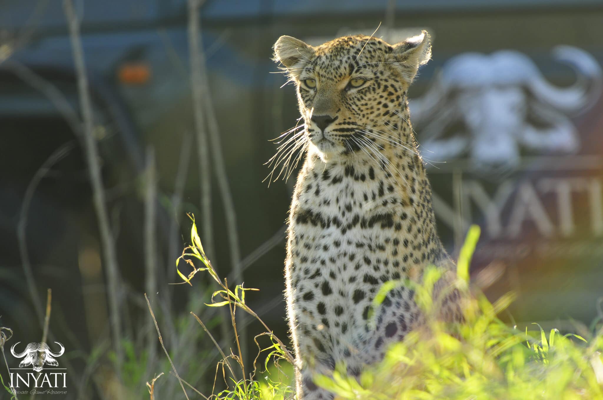 Leopard spotted on a game drive in Sabi Sands. A South African animal that can be seen on a safari