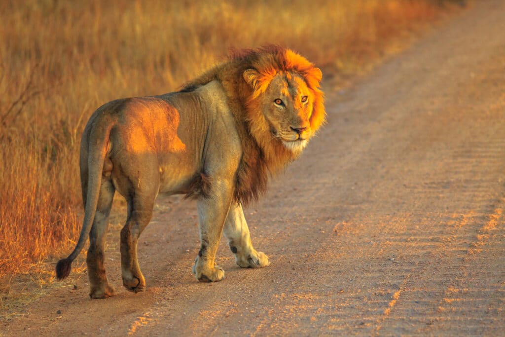 Lion in the Kruger National Park, South Africa. Photo: Getty Images