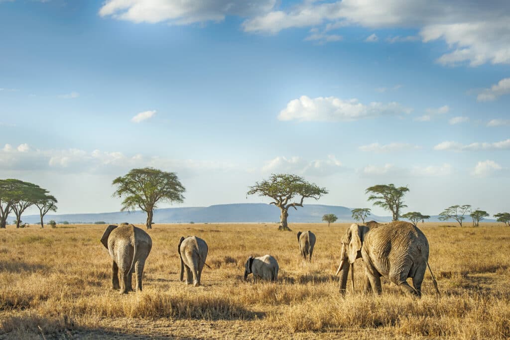 'A small group of African Elephants in Serengeti National Park, Tanzania.