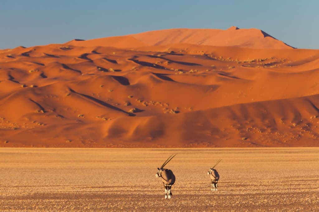 Oryx in the desert at Sossusvlei, Namibia. Photo: Istock