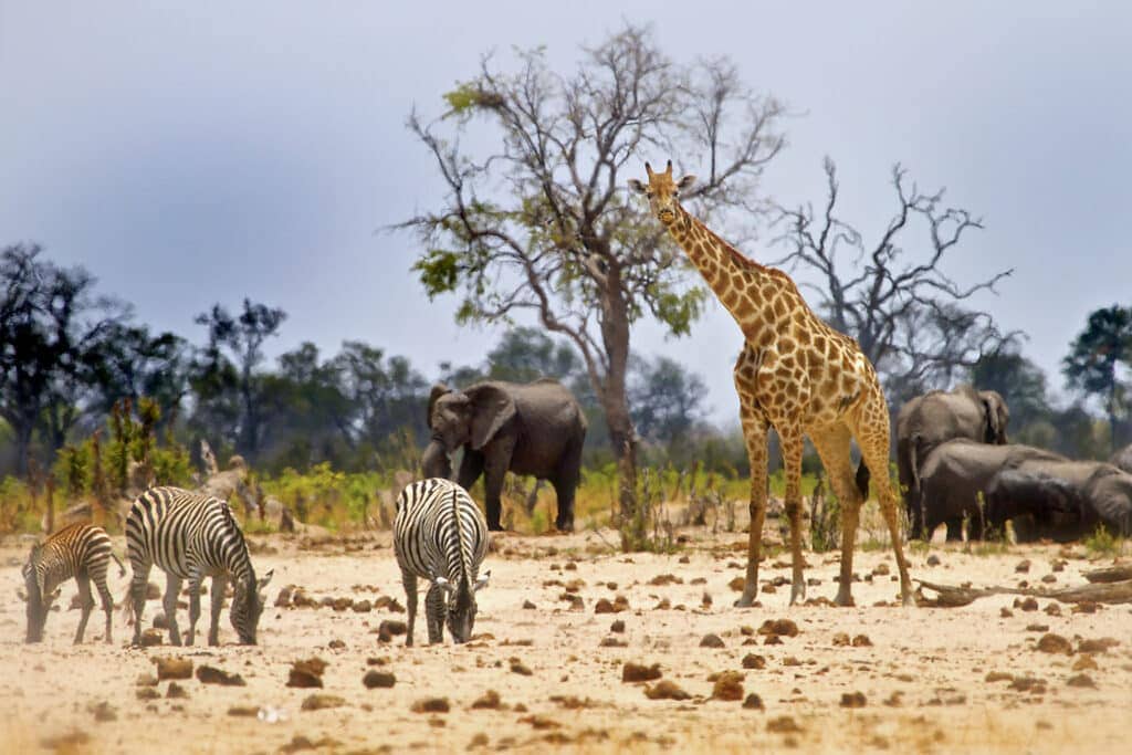 Vibrant waterhole infant of camp In Hwange with Giraffe, Zebras and Elephants