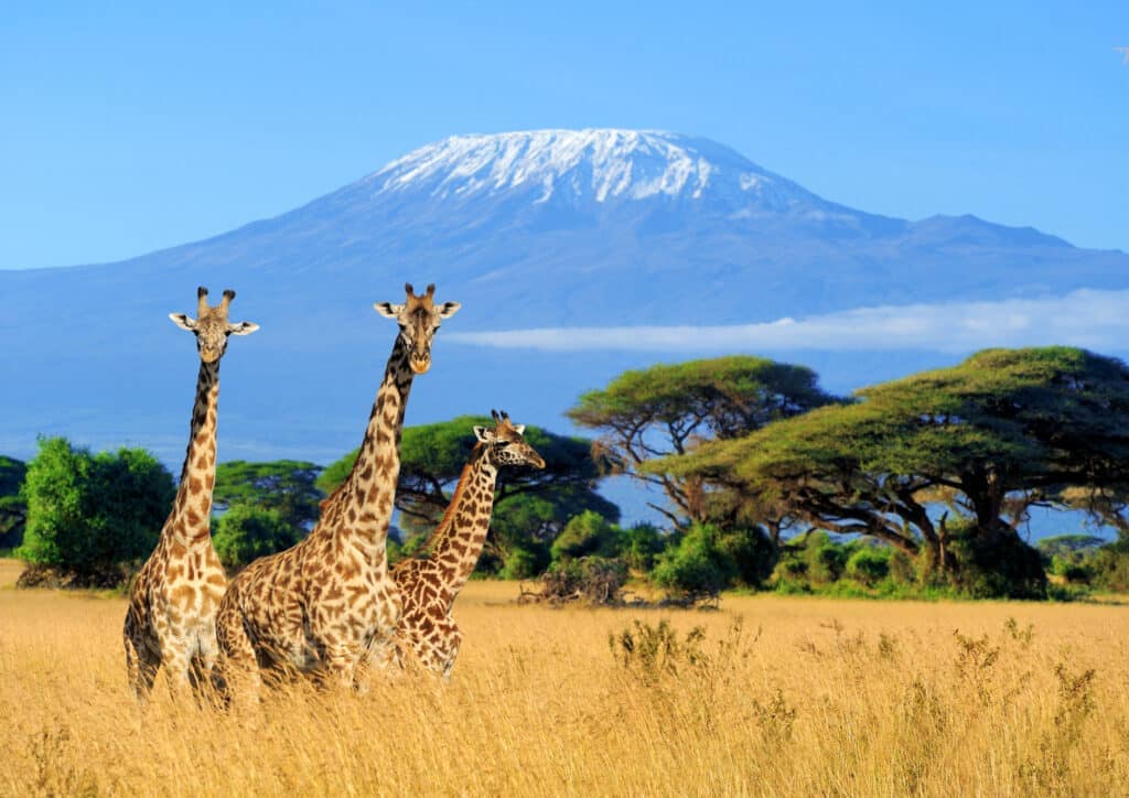 Three giraffe with Mount Kilimanjaro in the background in Amboseli National Park, Kenya.