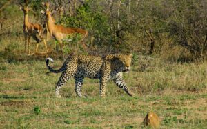 Kruger National Park Photo Joss Woodhead via Unsplash