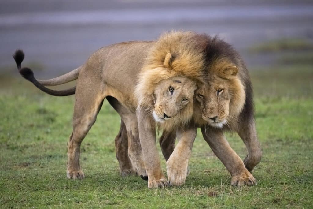 Male lions in Ngorongoro Conservation Area, Tanzania