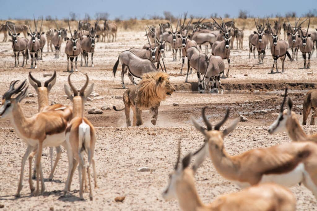 Namibia 