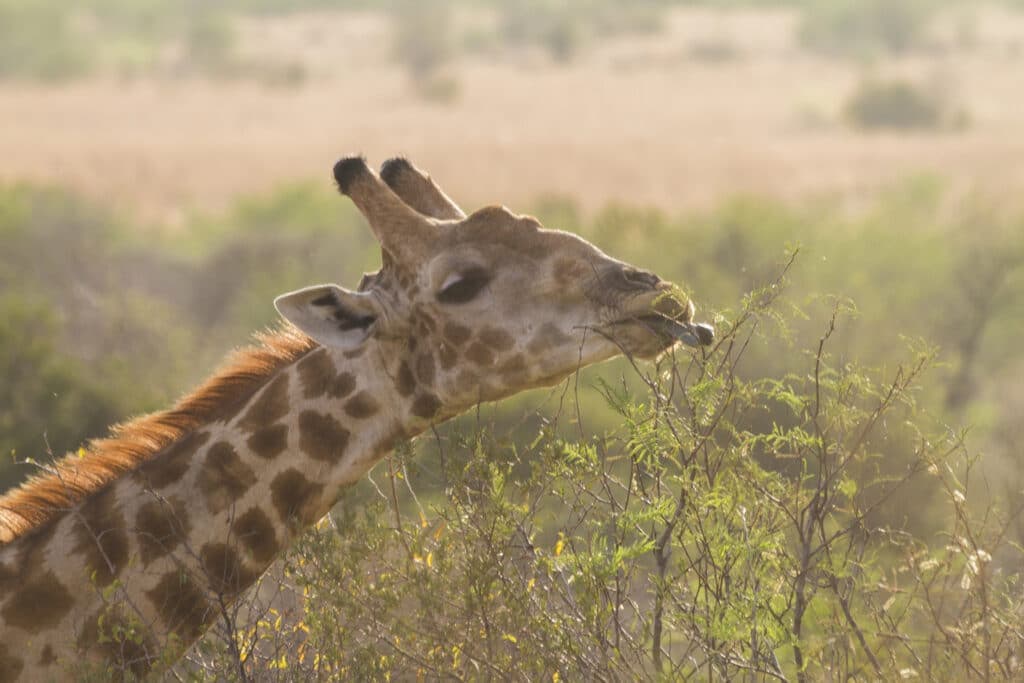 Giraffe in Pilansberg National Park.