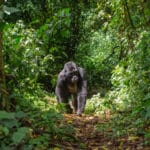 Mountain gorilla in the rainforest, Uganda.