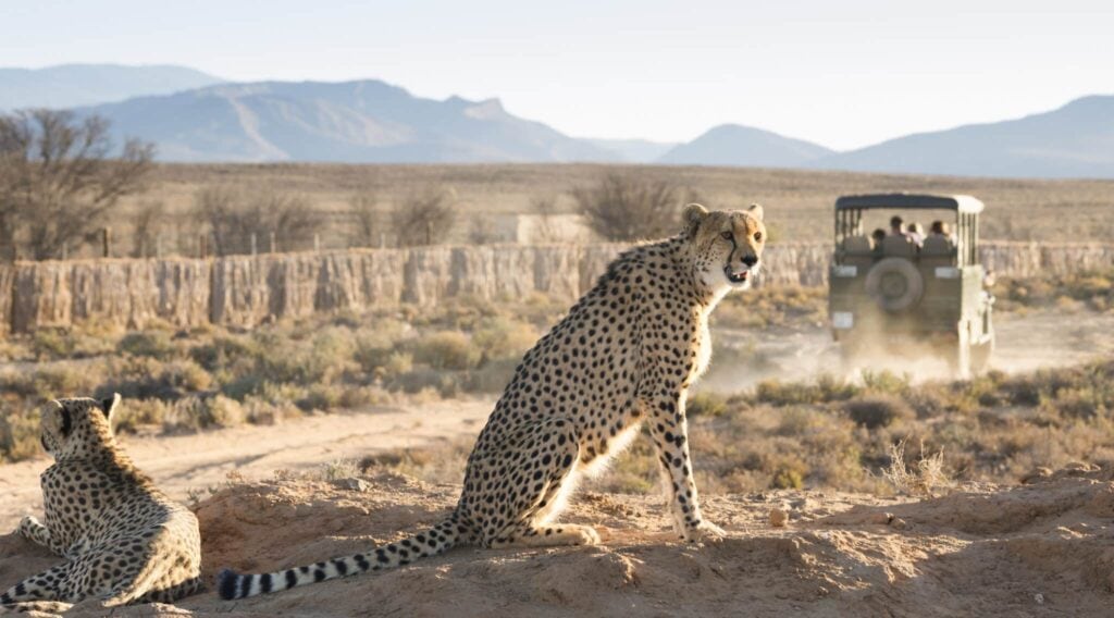 Cheetah near Ceres, Cape Town