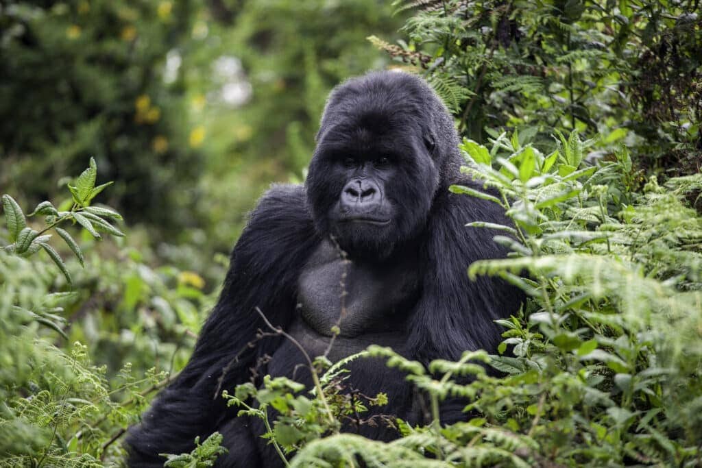 Gorilla trekking in Volcanoes National Park, Rwanda.