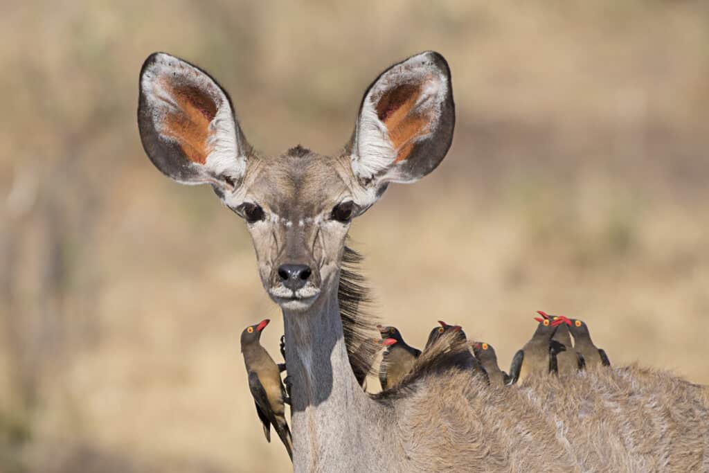 Female Kudu in the Caprivi area of Namibia.