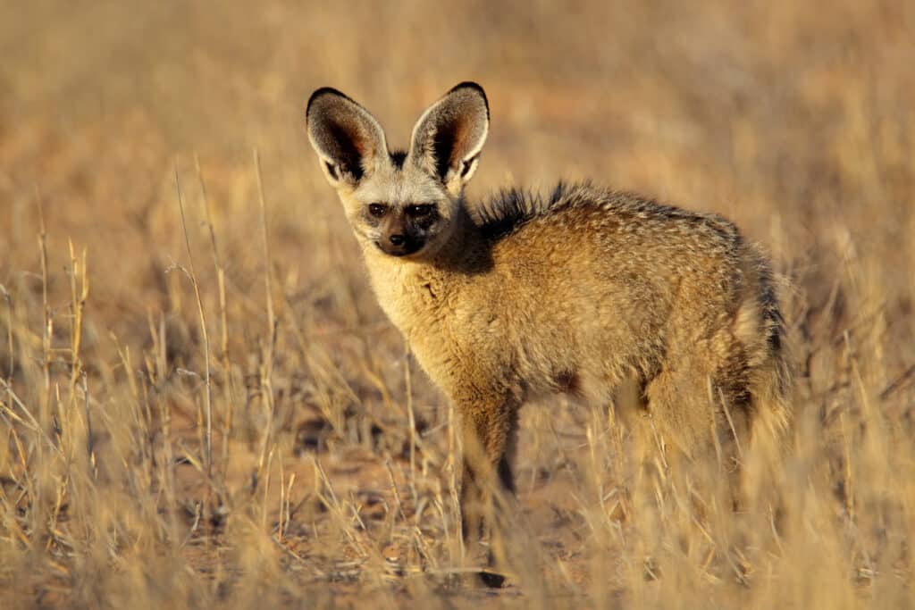 Bat eared fox in the Kalahari desert.