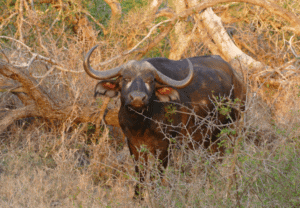 Cape Buffalo in the Kruger National Park.