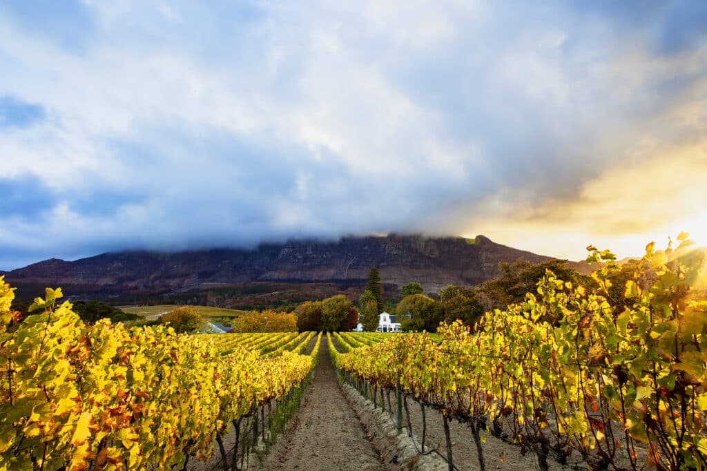 Winelands in Cape Town