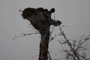 Giraffe in the Kruger