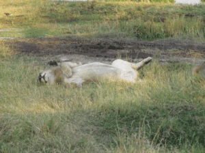 Lion Rolling is Grass