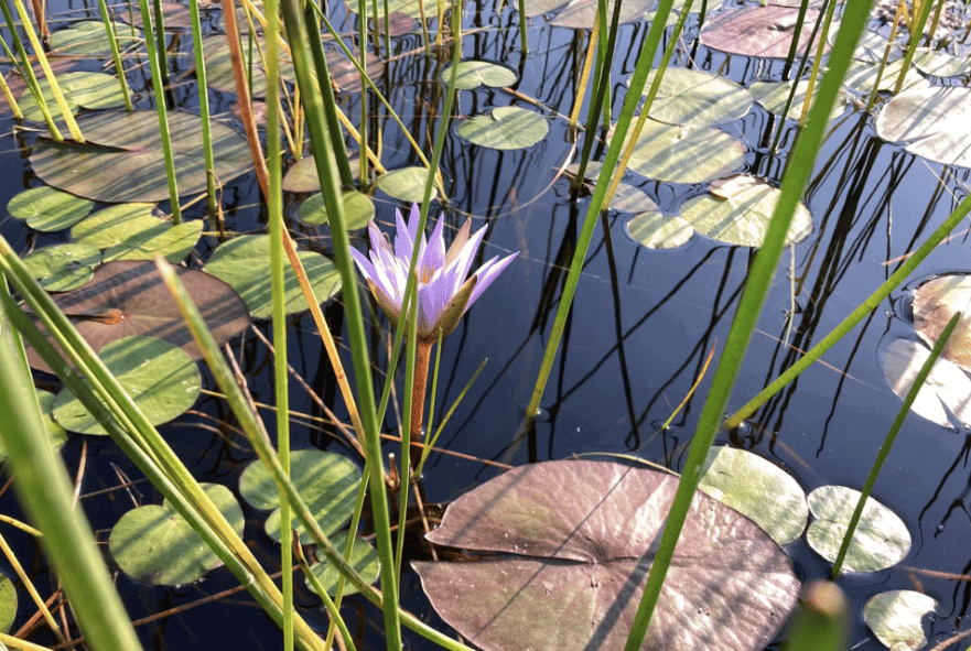 lilly pads in water