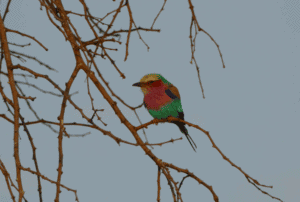 Colourful bird in tree