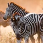 Zebras close-up | Photo credit: Mogotlho Safari Lodge