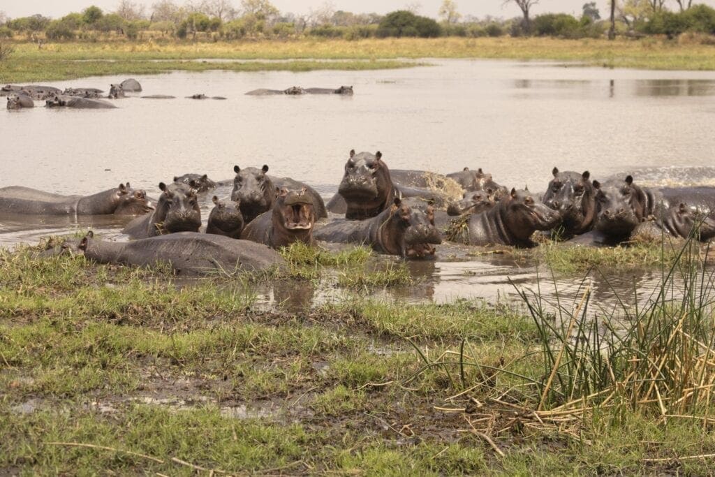 Hippos in the water | Photo credit: Mogotlho Safari lodge