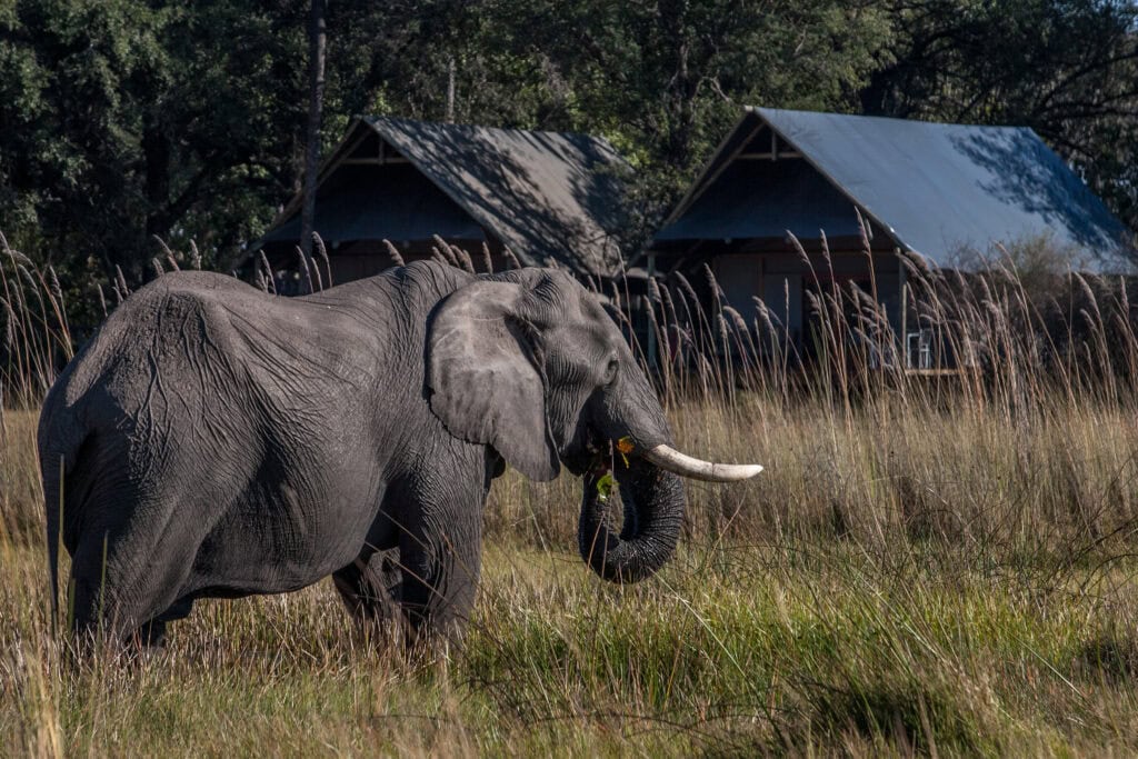 Elephant in front of a luxury lodge in the Okavango Delta | Photo credits: Chitabe Camp