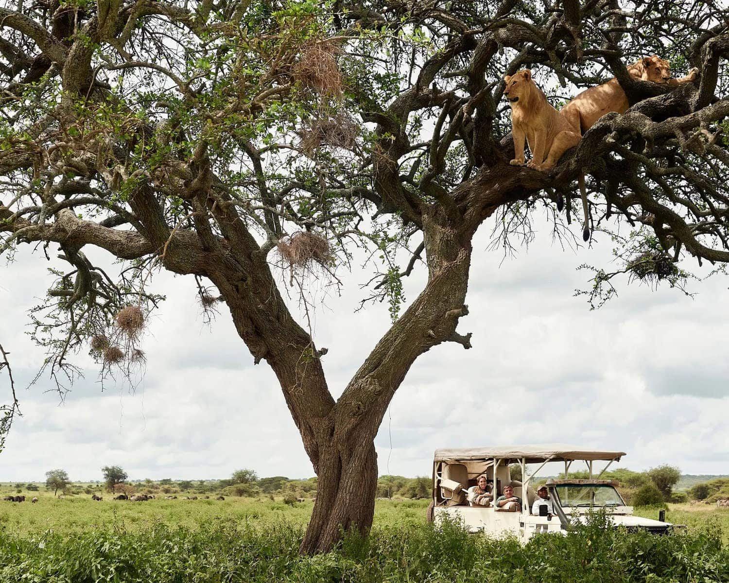 Game drive spotting lions in a tree in Tanzania's Serengeti, one of the best safaris in Africa