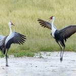 Wattled Crane courtship in the Okavango Delta