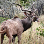 Kudu feeding in Etosha National Park, Namibia.