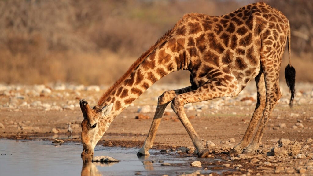 Giraffe drinking water in Etosha National Park, Namibia. Photo: Canva