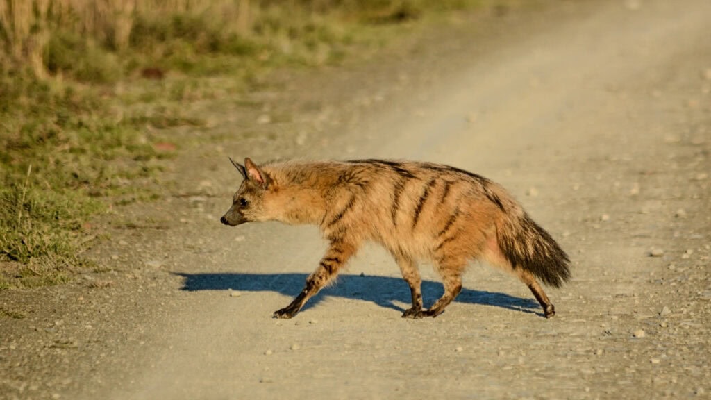 Aardwolf at dusk.