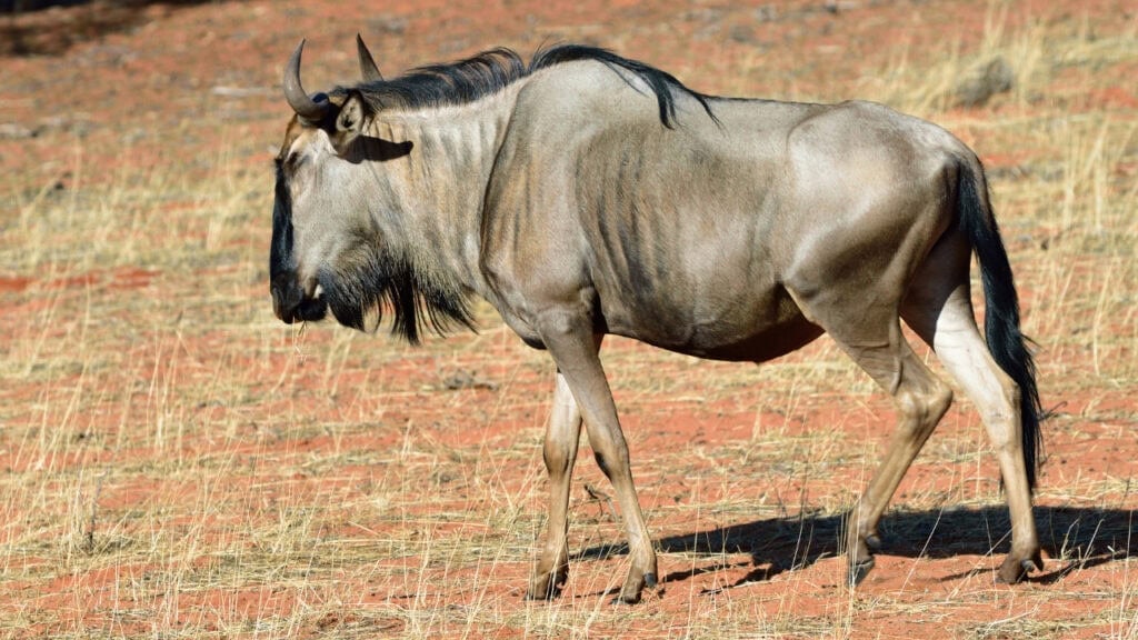 Blue wildebeest in Namibia.